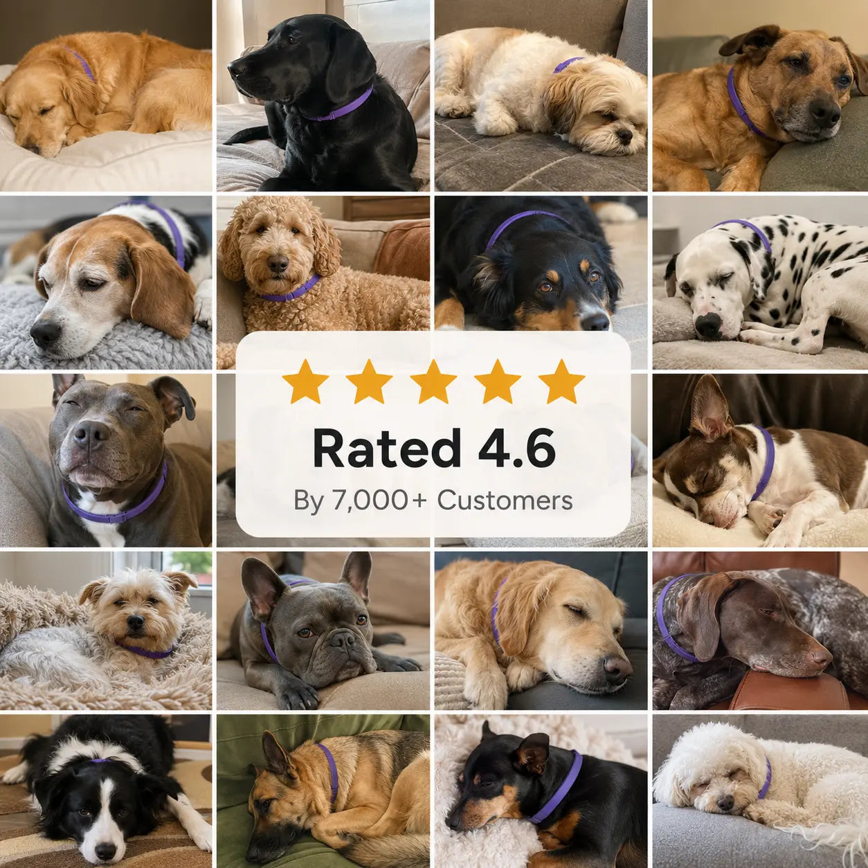Pet Calming and Soothing Collar
