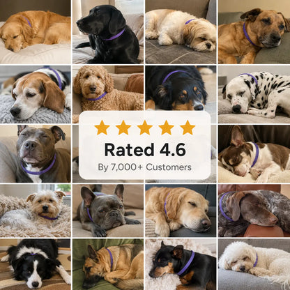 Pet Calming and Soothing Collar